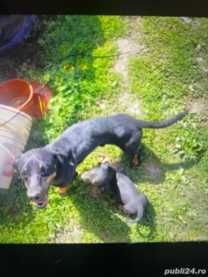 vand 3 căteleușe teckel 350  - imagine 5