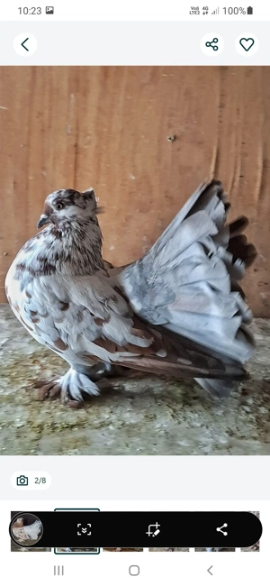 porumbei voltati  - imagine 4