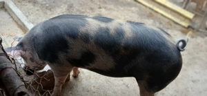 De vânzare porci! - imagine 2 De vânzare porci! - imagine 2