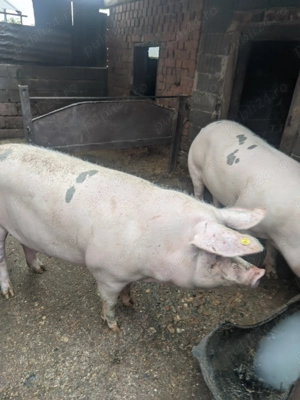 Vând porc de gospodărire  - imagine 2