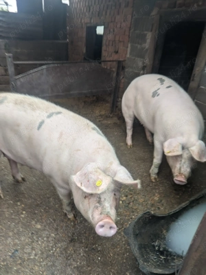 Vând porc de gospodărire  - imagine 3