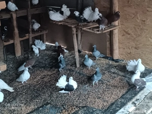 Vand porumbei - imagine 2