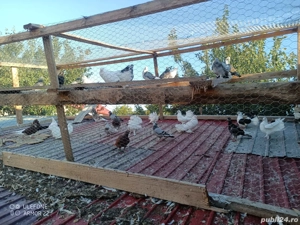 Vand porumbei - imagine 5