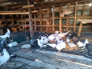 Vand porumbei - imagine 4