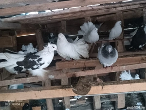 Vand porumbei - imagine 3