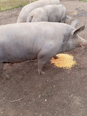 Vând porci de carne - imagine 2