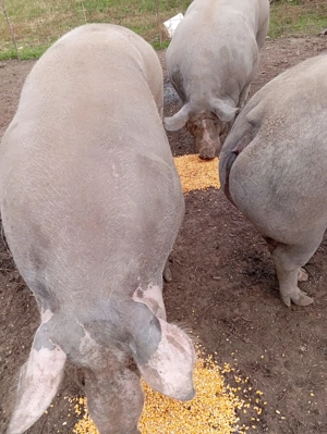 Vând porci de carne - imagine 4