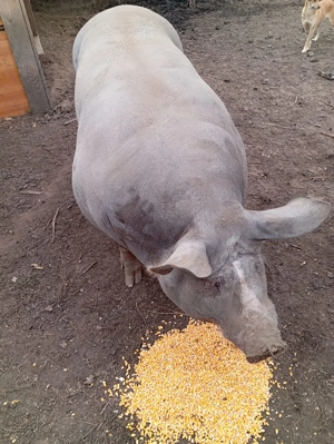 Vând porci de carne - imagine 5