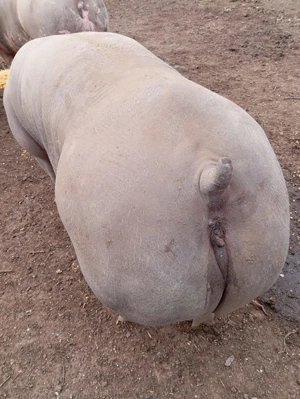 Vând porci de carne - imagine 3