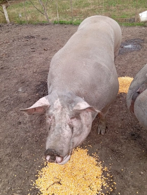 Vând porci de carne