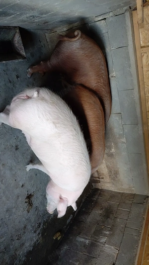 Porci de vânzare  - imagine 5