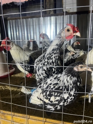 Vand pereche de Hamburg - imagine 2 Vand pereche de Hamburg - imagine 2