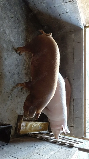 Porci de vânzare  - imagine 4