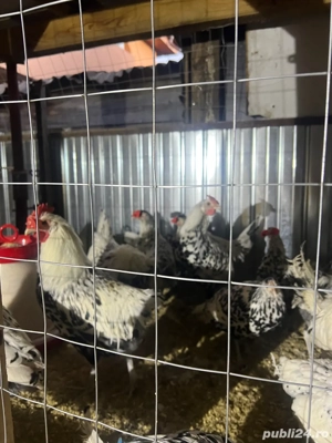 Vand pereche de Hamburg