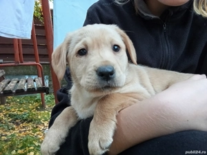 Fetiță labrador disponibila  - imagine 2 Fetiță labrador disponibila  - imagine 2