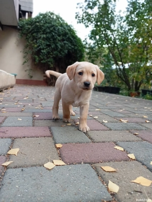 Fetiță labrador disponibila  - imagine 3 Fetiță labrador disponibila  - imagine 3