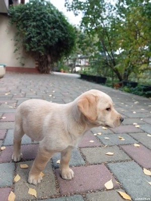 Fetiță labrador disponibila  - imagine 4 Fetiță labrador disponibila  - imagine 4