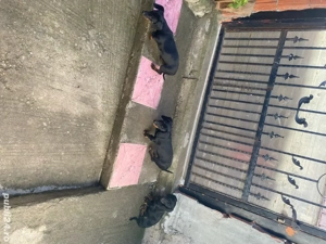 vand 3 căteleușe teckel 300 