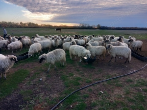 Oi de vanzare 800 lei negociabil