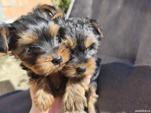 2 fetițe Yorkshire terrier - imagine 2 2 fetițe Yorkshire terrier - imagine 2