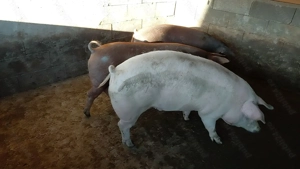 Porci de vânzare  - imagine 3