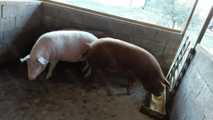 Porci de vânzare  - imagine 2