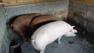 Porci de vânzare  - imagine 6