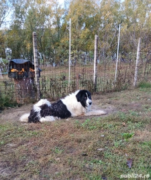 Ciobanesc Romanesc de Bucovina