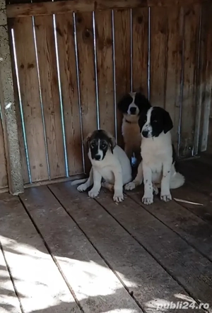 Pui Ciobanesc Romanesc de Bucovina