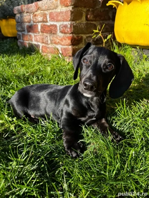 vand teckel mini - imagine 3