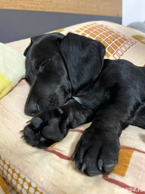 vand teckel mini - imagine 2