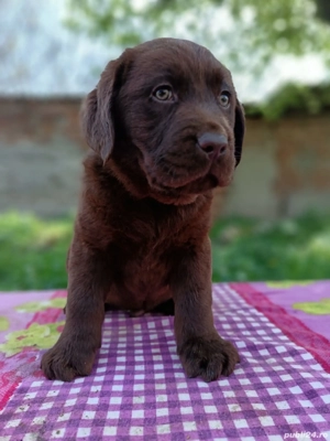 Labrador ciocolatiu pedigree