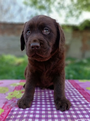 Labrador ciocolatiu pedigree  - imagine 2