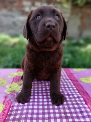 Labrador ciocolatiu pedigree  - imagine 4