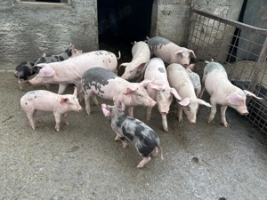 Vând purcei.       . 