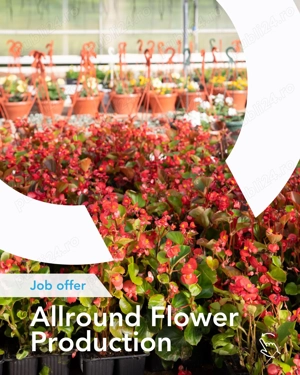 Locuri de munca in sere de flori - Olanda