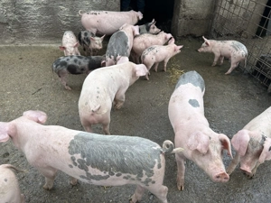 Vând purcei.       .  - imagine 2 Vând purcei.       .  - imagine 2