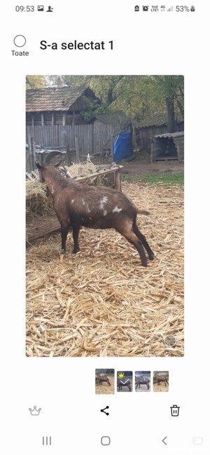 vând țap castrat pentru sacrificat 