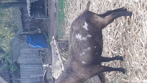 vând țap castrat pentru sacrificat  - imagine 4 vând țap castrat pentru sacrificat  - imagine 4