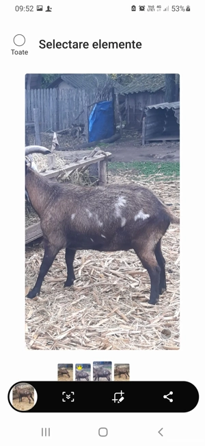 vând țap castrat pentru sacrificat  - imagine 2 vând țap castrat pentru sacrificat  - imagine 2