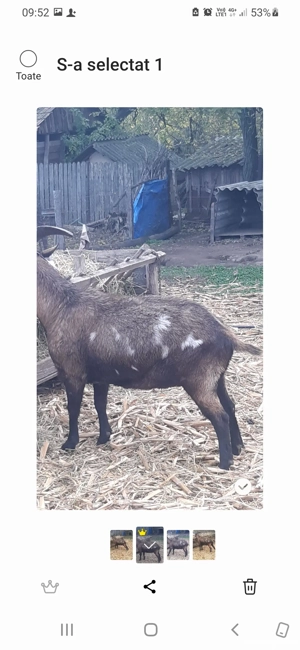 vând țap castrat pentru sacrificat  - imagine 3 vând țap castrat pentru sacrificat  - imagine 3