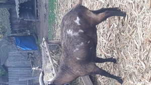 vând țap castrat pentru sacrificat  - imagine 5 vând țap castrat pentru sacrificat  - imagine 5