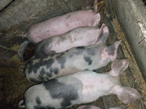 Vând Purcei de 3 luni..  - imagine 2