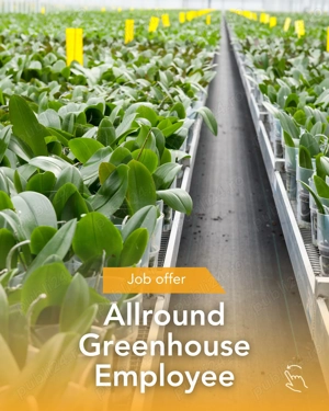 Locuri de munca in sere de flori - Olanda - imagine 4