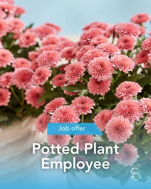 Locuri de munca in sere de flori - Olanda - imagine 5