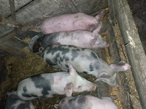 Vând Purcei de 3 luni..  - imagine 5