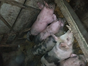 Vând Purcei de 3 luni..  - imagine 3