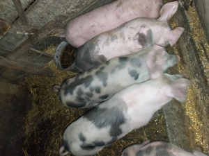 Vând Purcei de 3 luni..  - imagine 4