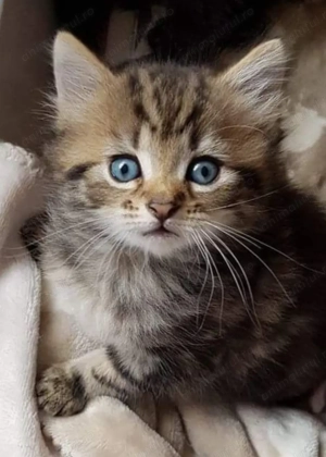 Norvegian de pădure  - imagine 3