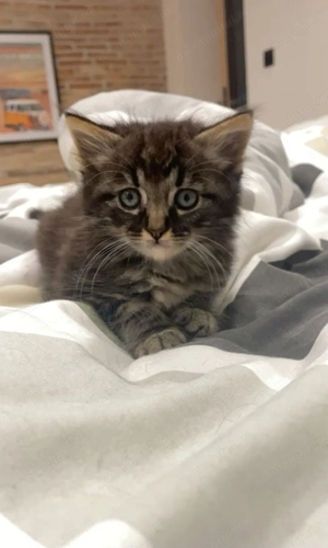 Norvegian de pădure  - imagine 4